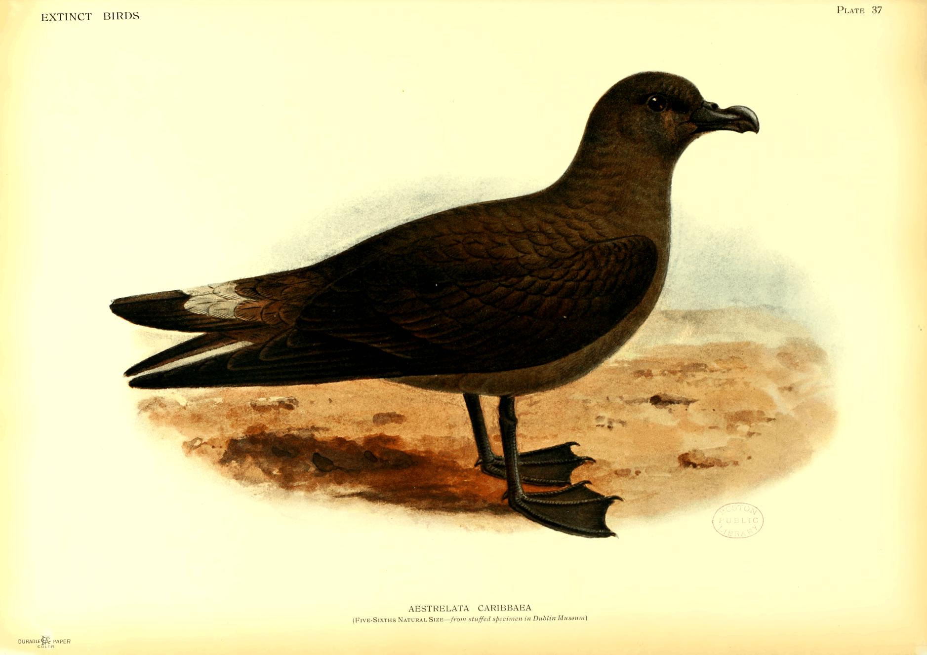 Plate 37