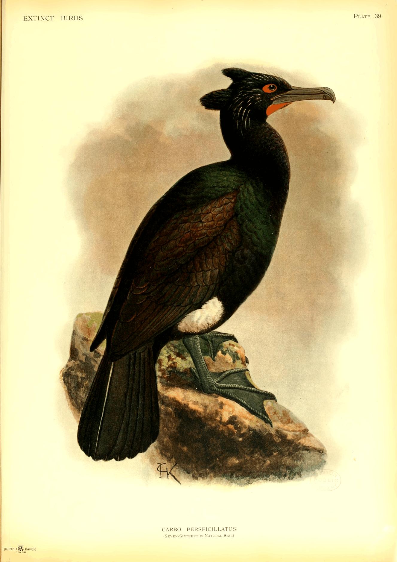 Plate 39
