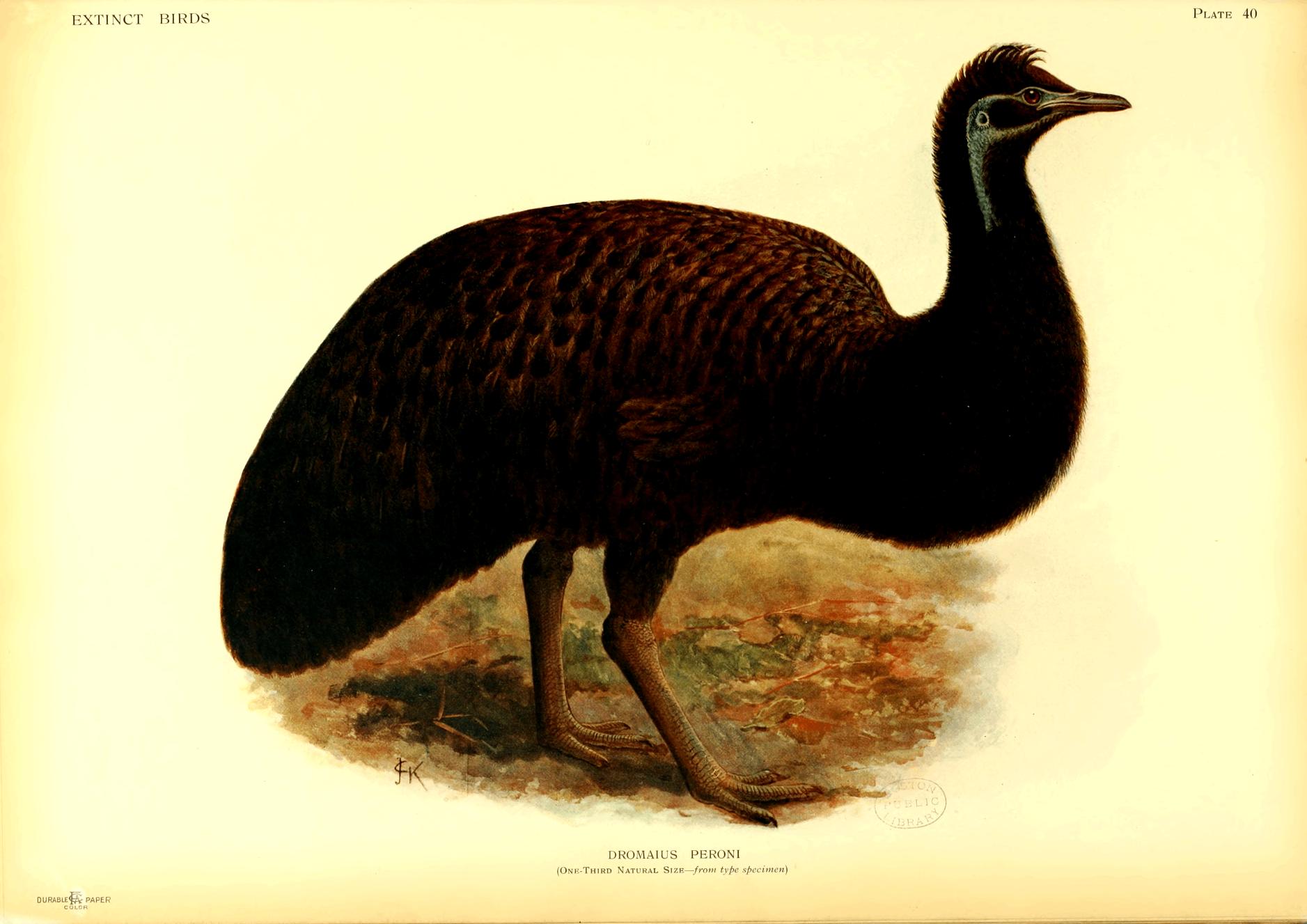 Plate 40