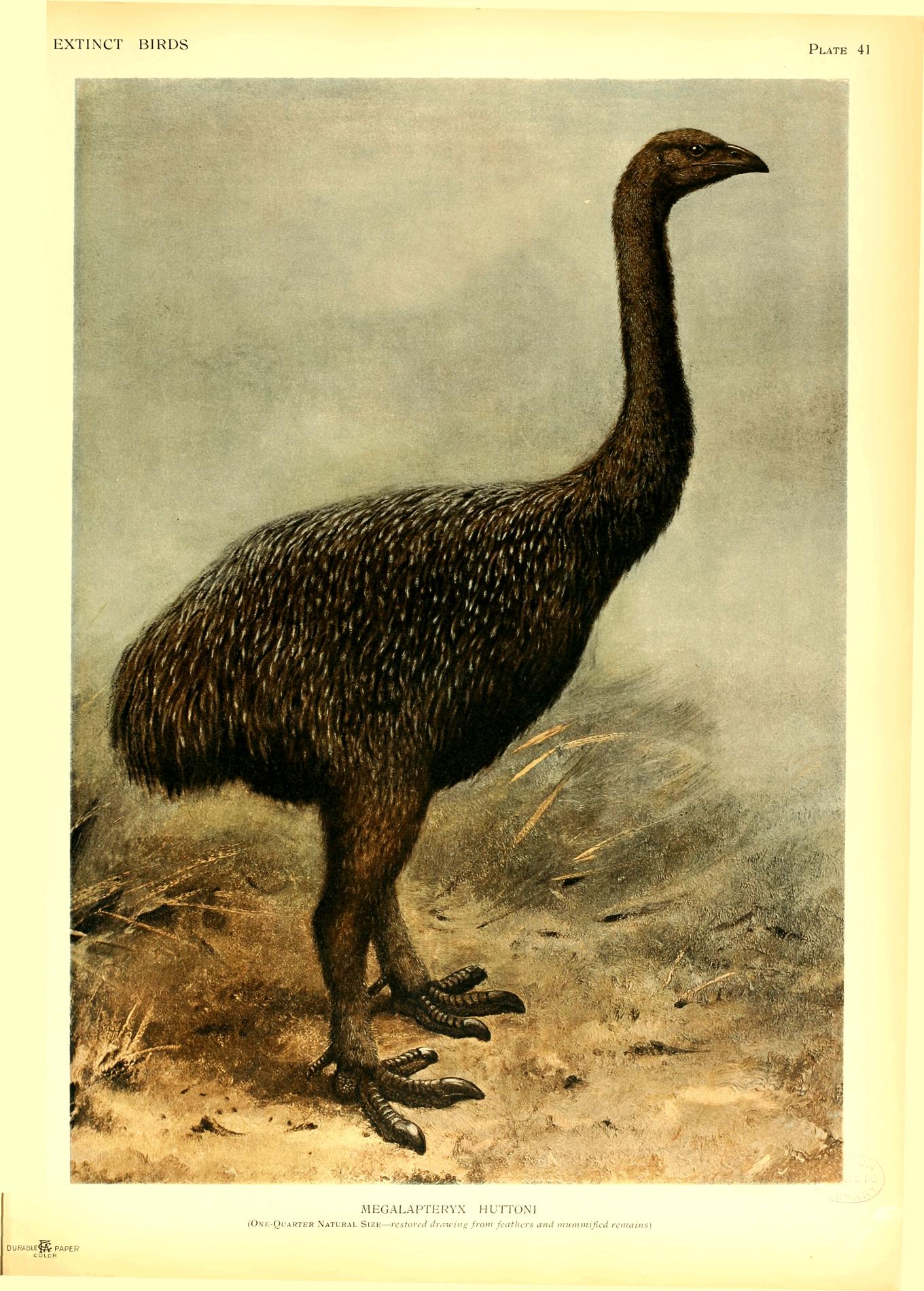 Plate 41