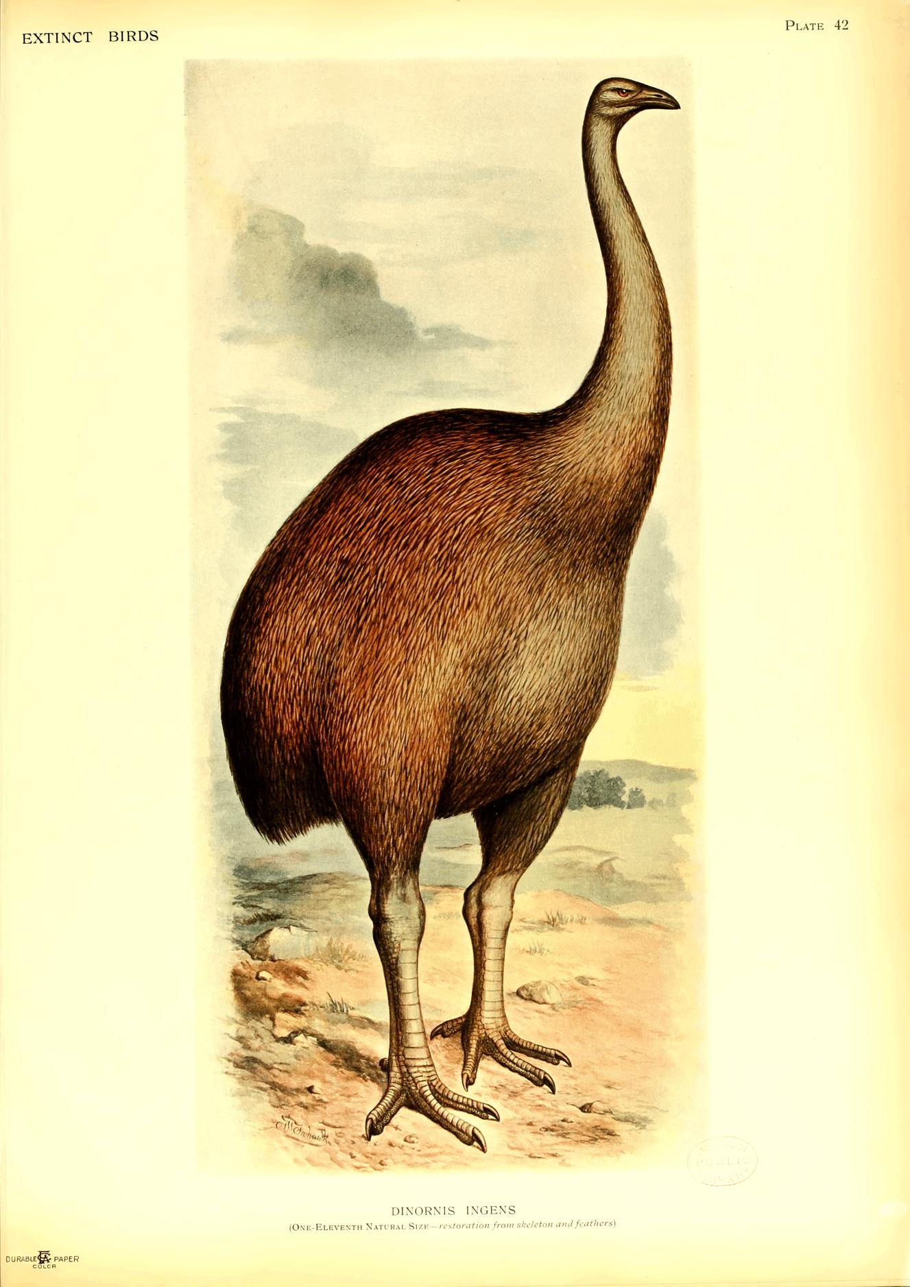 Plate 42