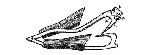 Fig. 9.—Meckel's Cartilage and Ear-ossicles in Embryo of Pig. (After Reichert.)