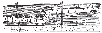Intrusive Sheet and Dykes Intrusive Sheet and Dykes
