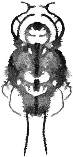 Gobolink