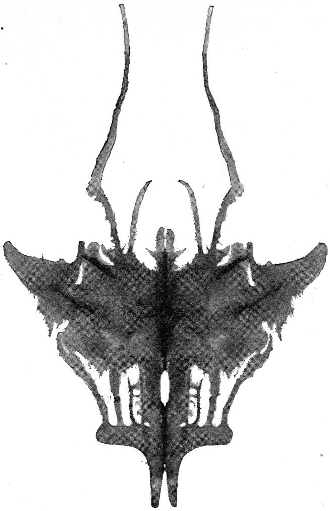 The Butterfly