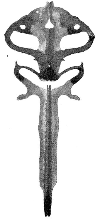 The Tail Of Taddy Pole