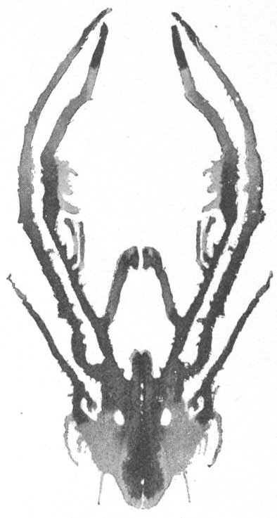 The Fanciful Elk