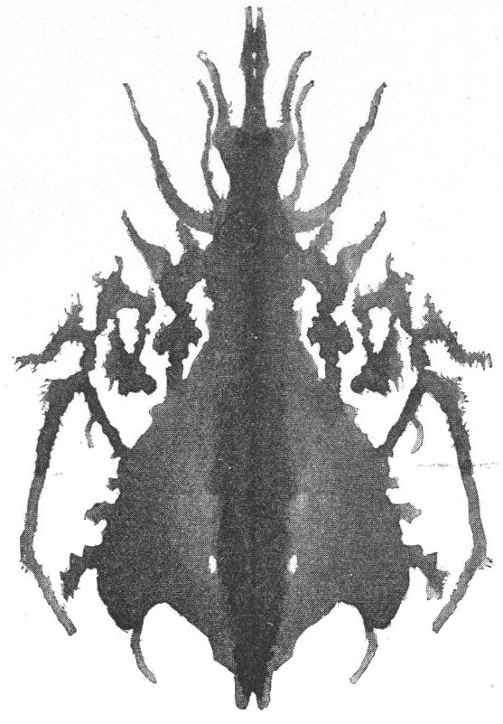 Queen Beetle