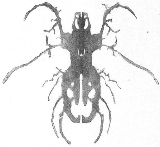 King Beetle