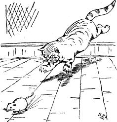 cat chases rat