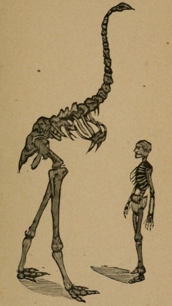 Dinornis