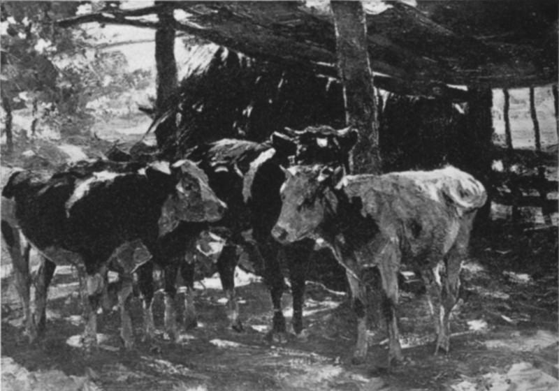 Cattle in Sunshine. Heinrich von Zugel, 1850- Cattle in Sunshine. Heinrich von Zugel, 1850-