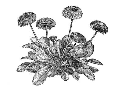 Fig. 19.