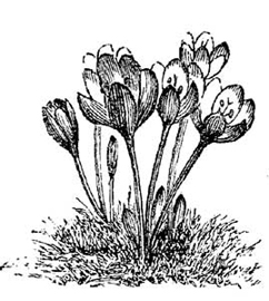 Fig. 25.