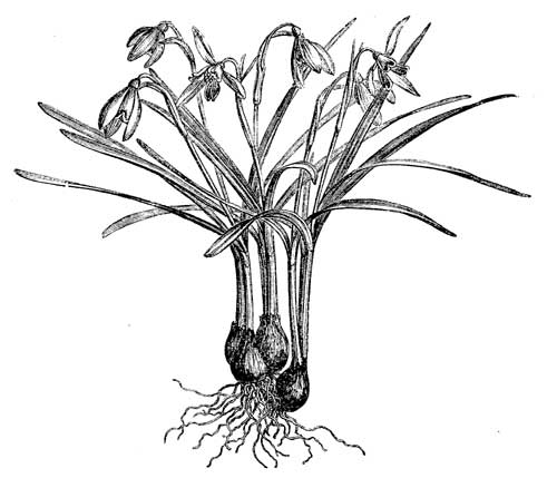 Fig. 41.