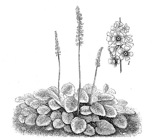 Fig. 42.