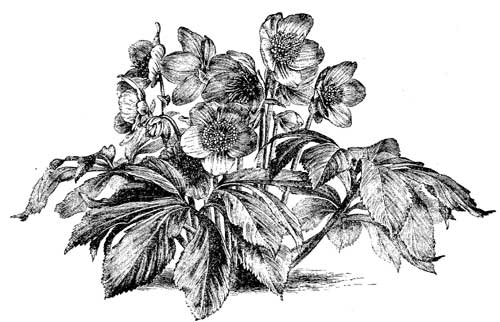 Fig. 48.