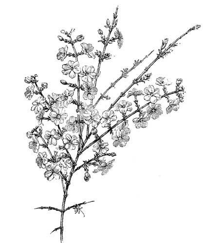 Fig. 55.