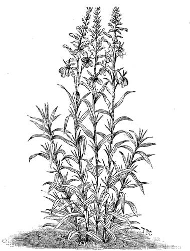 Fig. 60.
