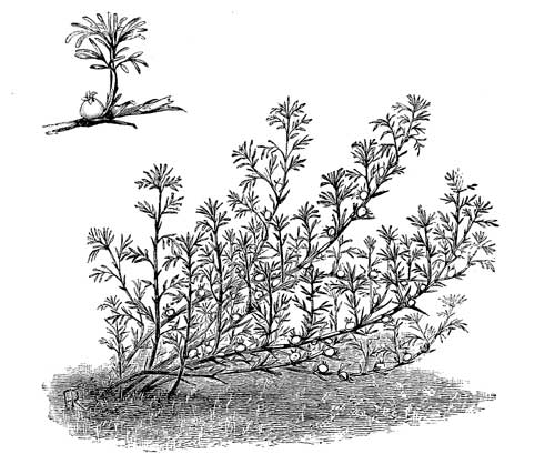 Fig. 62.