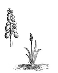 Fig. 65.