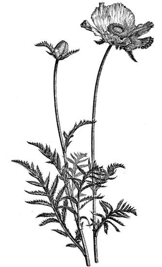 Fig. 72.