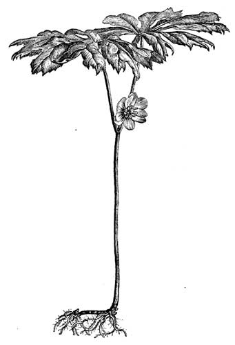 Fig. 75.