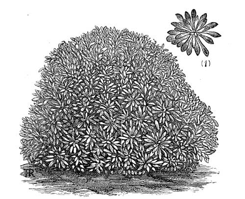 Fig. 82.