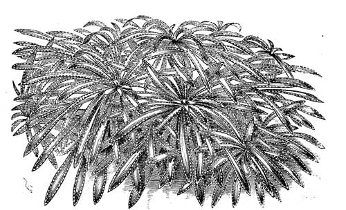 Fig. 89.