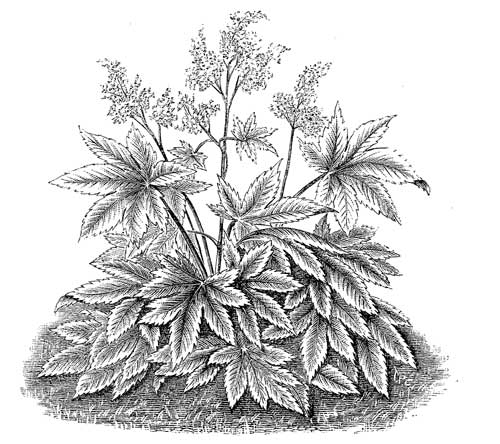 Fig. 99.