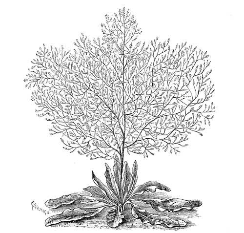 Fig. 100.