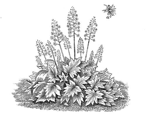 Fig. 102.