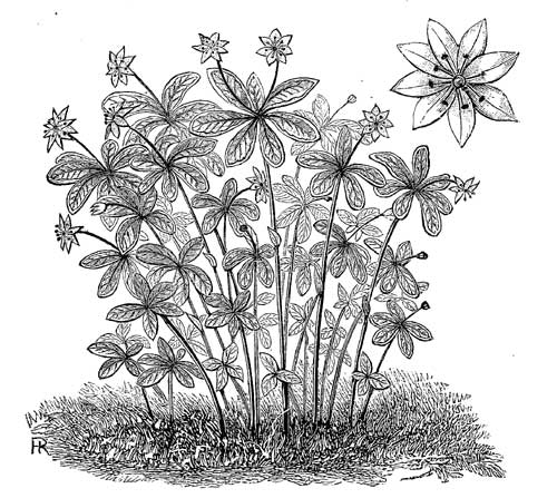 Fig. 103.