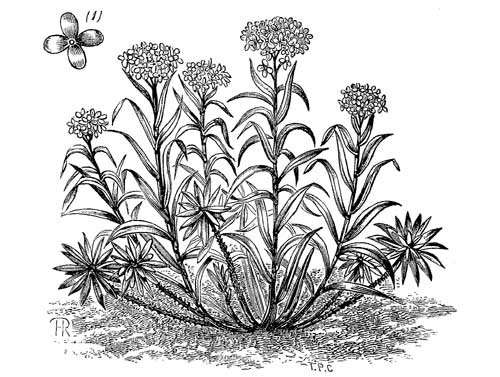 Fig. 109.