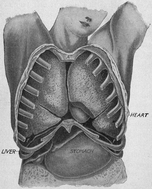 Lungs