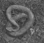 Copperhead snake