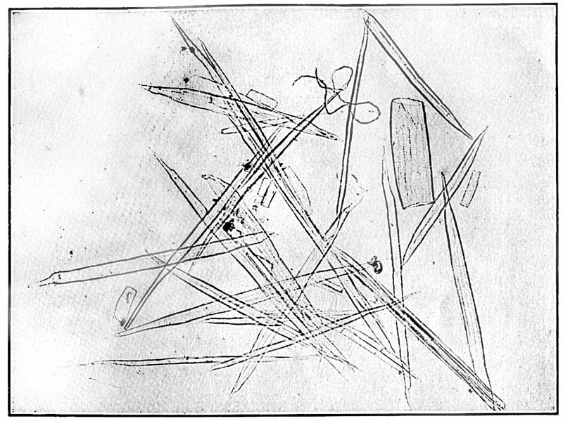 Fiber derived from the woody portion of the hurds. ×75. From a microphotograph. Fiber derived from the woody portion of the hurds. ×75. From a microphotograph.