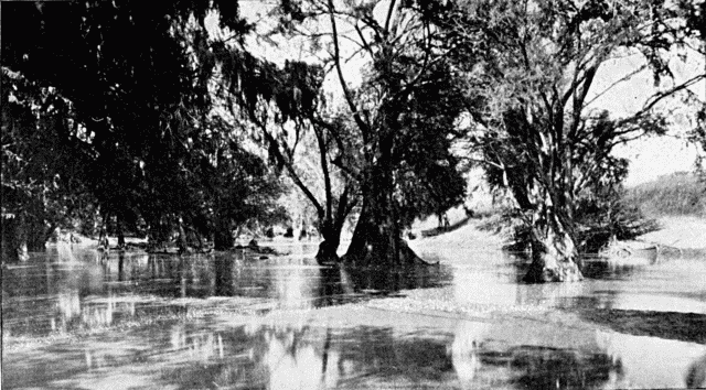 A TROPICAL RIVER SCENE. Illustration: A TROPICAL RIVER SCENE.