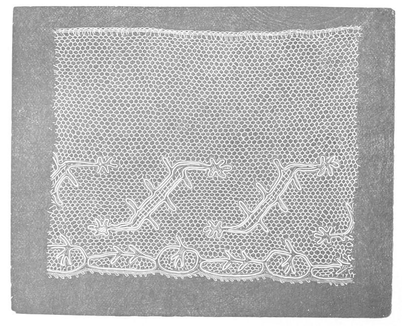 Lace with abstract outlined shapes Lace with abstract outlined shapes