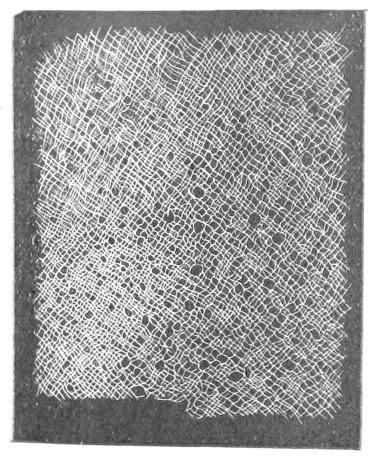 Tree bark resembling lace Tree bark resembling lace