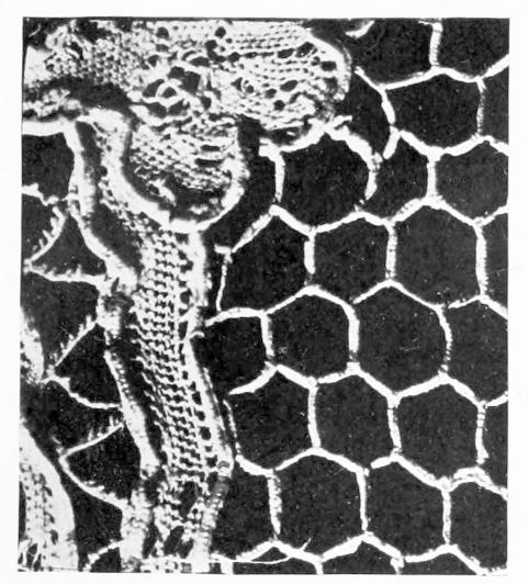 Detail of Lace network Detail of Lace network