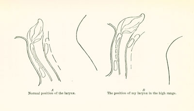larynx larynx