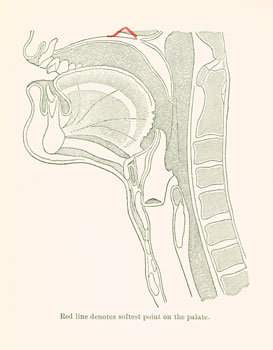 softest point on palate softest point on palate
