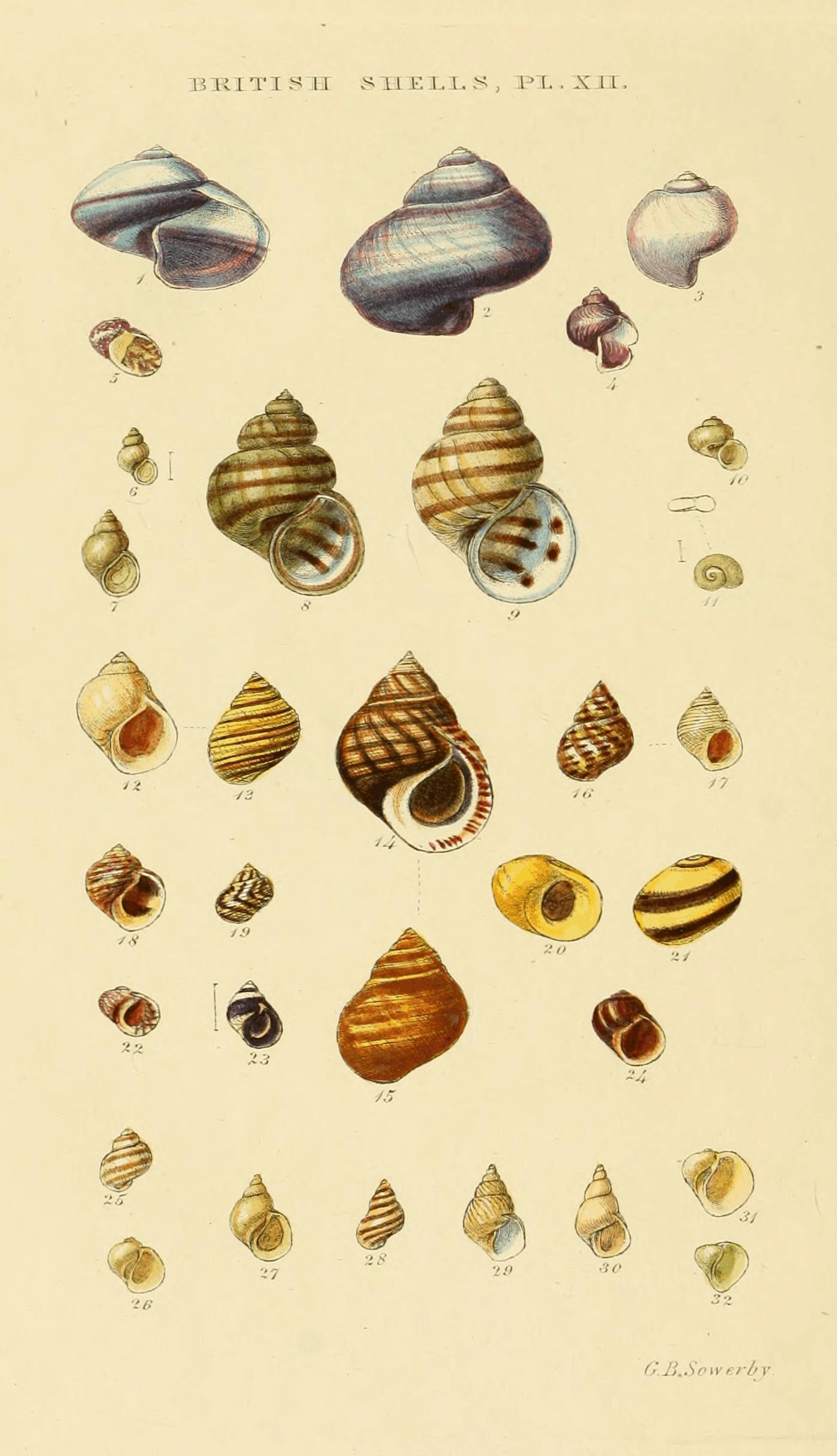 Plate XII