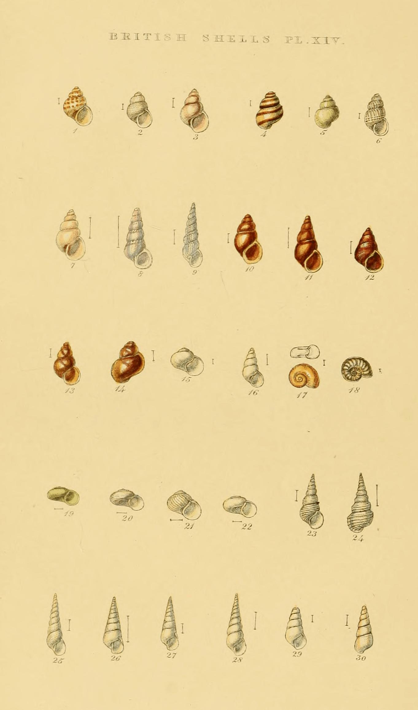 Plate XIV
