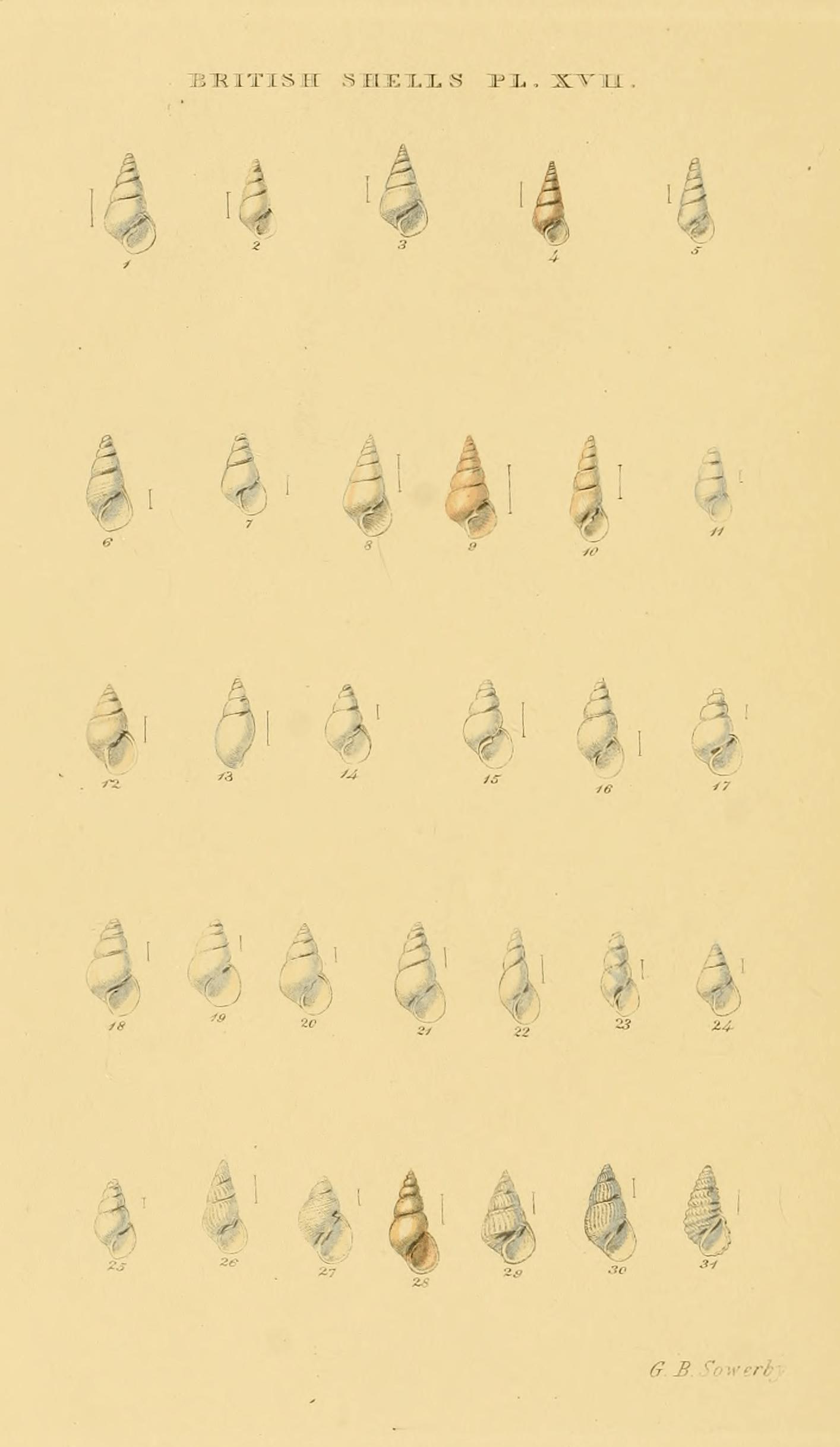 Plate XVII