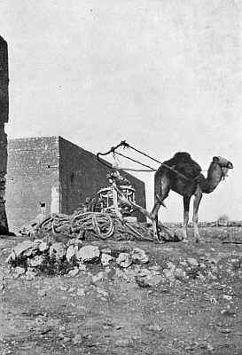 A BLINDFOLDED CAMEL WORKING A WATER-WHEEL. A BLINDFOLDED CAMEL WORKING A WATER-WHEEL.
