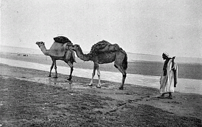 SHIPS OF THE DESERT WE PASS ON THE MARCH. SHIPS OF THE DESERT WE PASS ON THE MARCH.