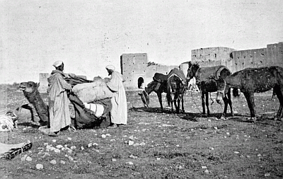 ONE OF OUR LAST CAMPS. LOADING THE CAMEL. ONE OF OUR LAST CAMPS. LOADING THE CAMEL.