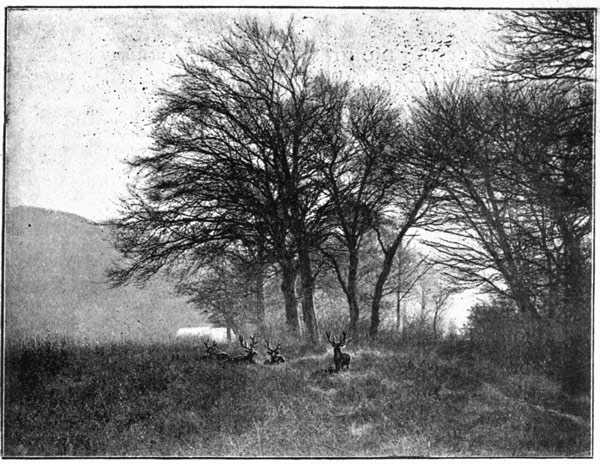 WHERE RED DEER HIDE. WHERE RED DEER HIDE.